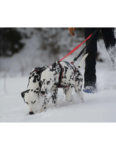 polar quest harnais canicross inlandsis