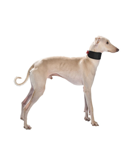 Collier pour lévrier "Oscar" de Bobby.